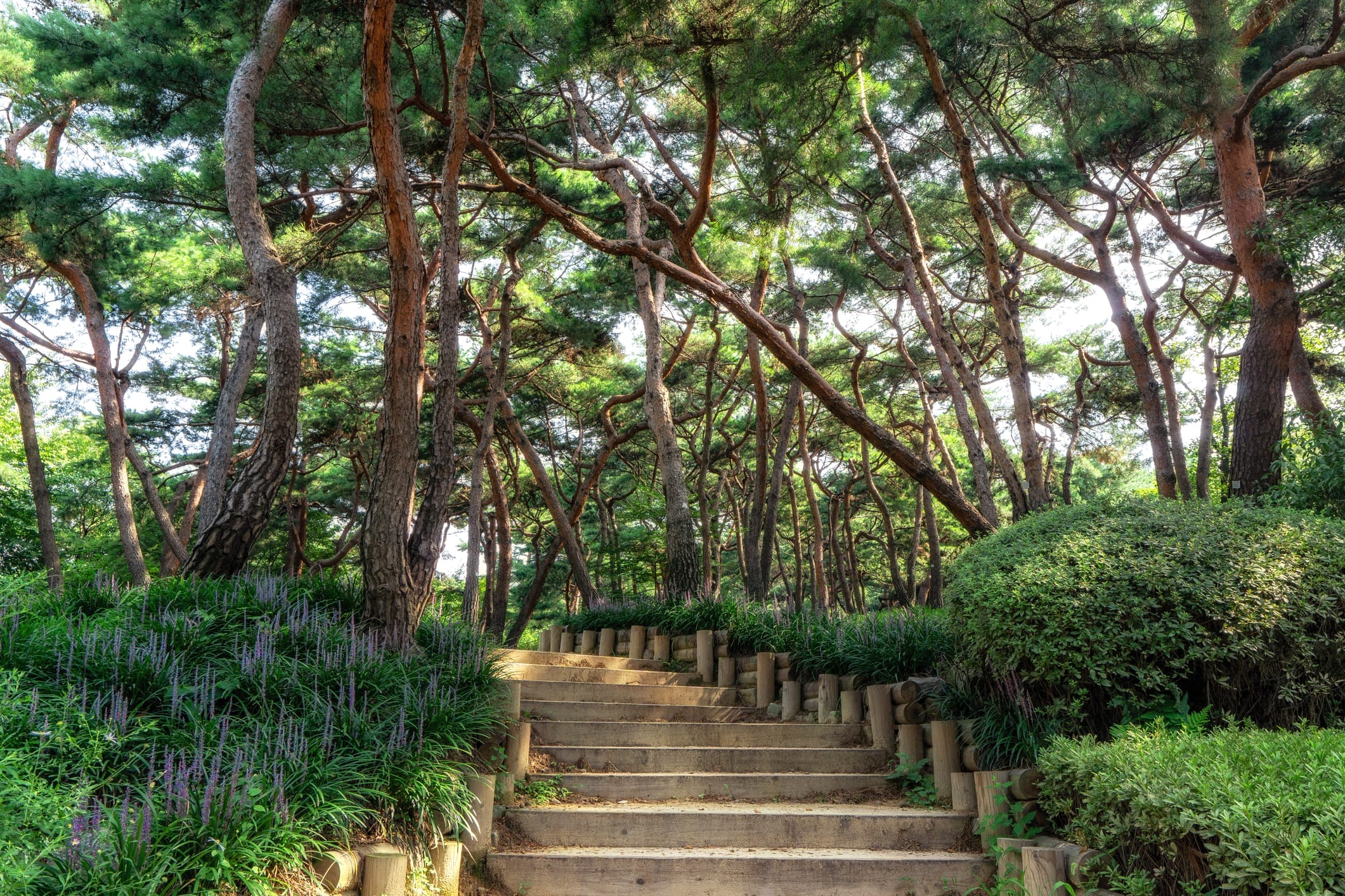 Summer Getaways in Seoul - 20+ Ways to Experience Nature in Seoul During Summer 16