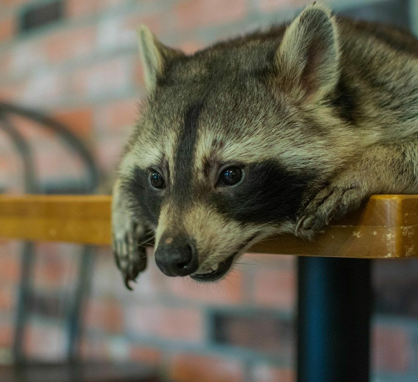 Seoul Raccoon Cafe
