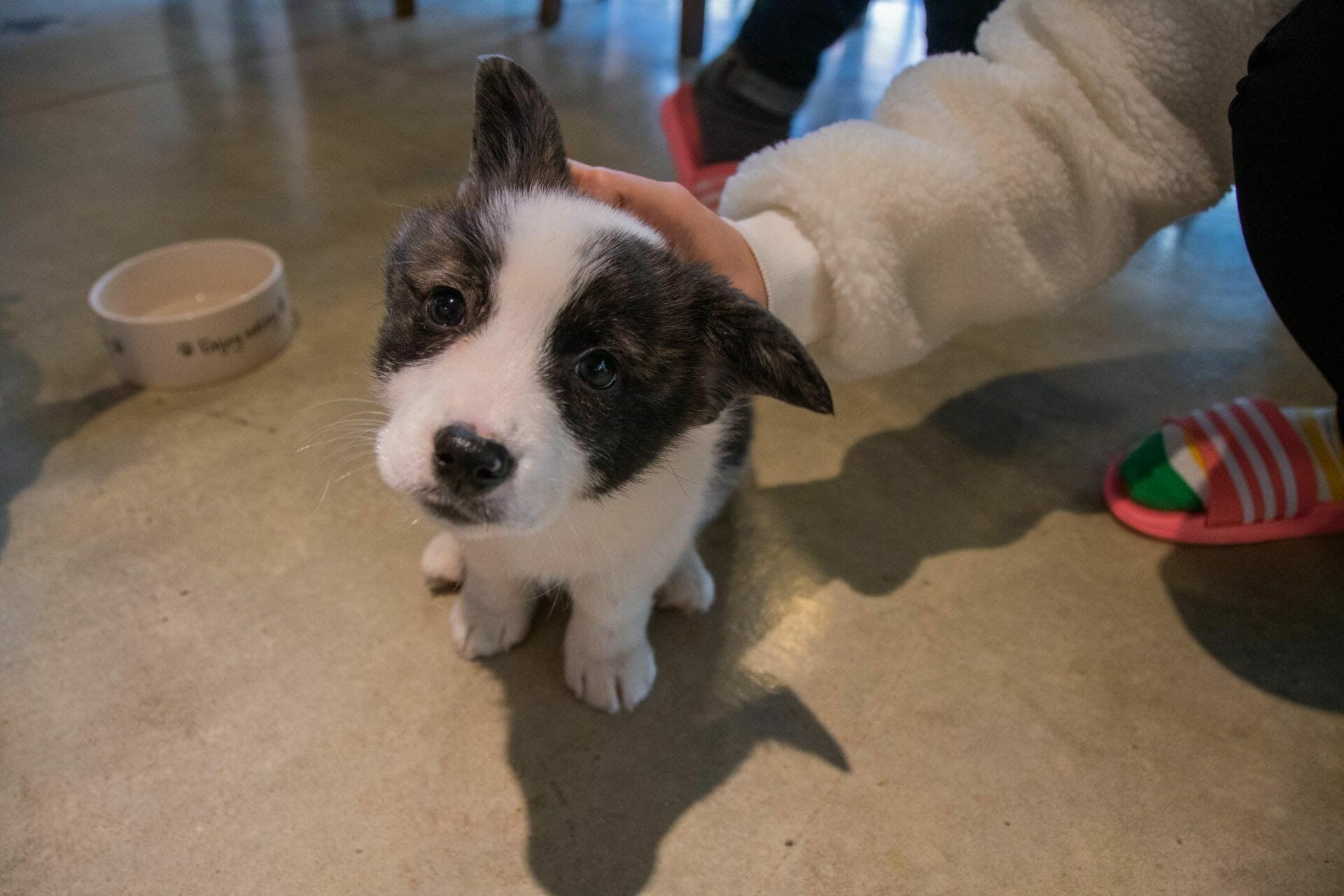 Corgi Puppy at Seoul Raccoon Cafe