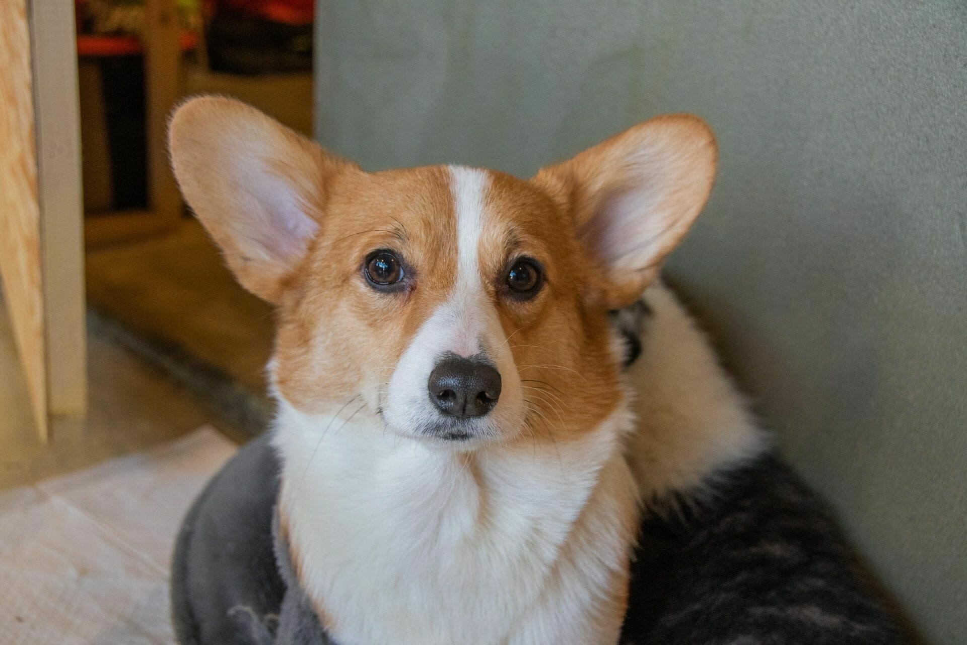 Corgi Mum at Seoul Raccoon Cafe