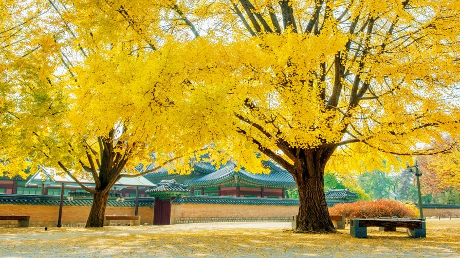 Autumn in Korea – Autumn Activities, Autumn Weather and More! 15