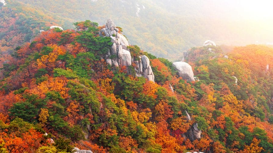Autumn in Korea – Autumn Activities, Autumn Weather and More! 12