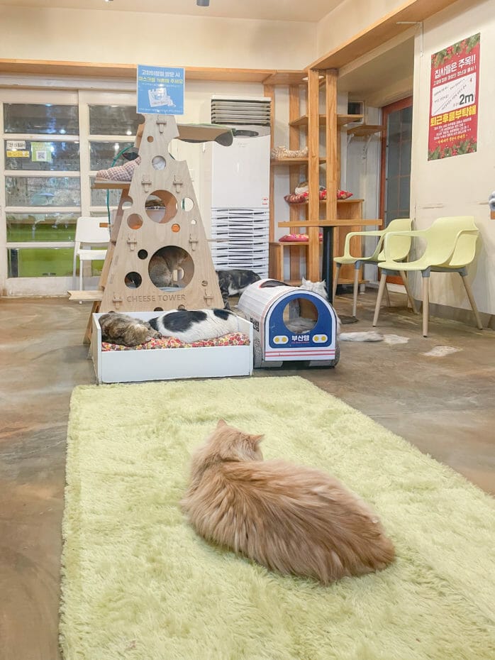 Cat Lover Garden in Seoul - More Than a Cat Cafe! 11