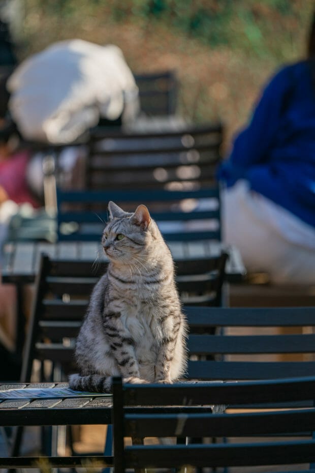 Cat Lover Garden in Seoul - More Than a Cat Cafe! 2