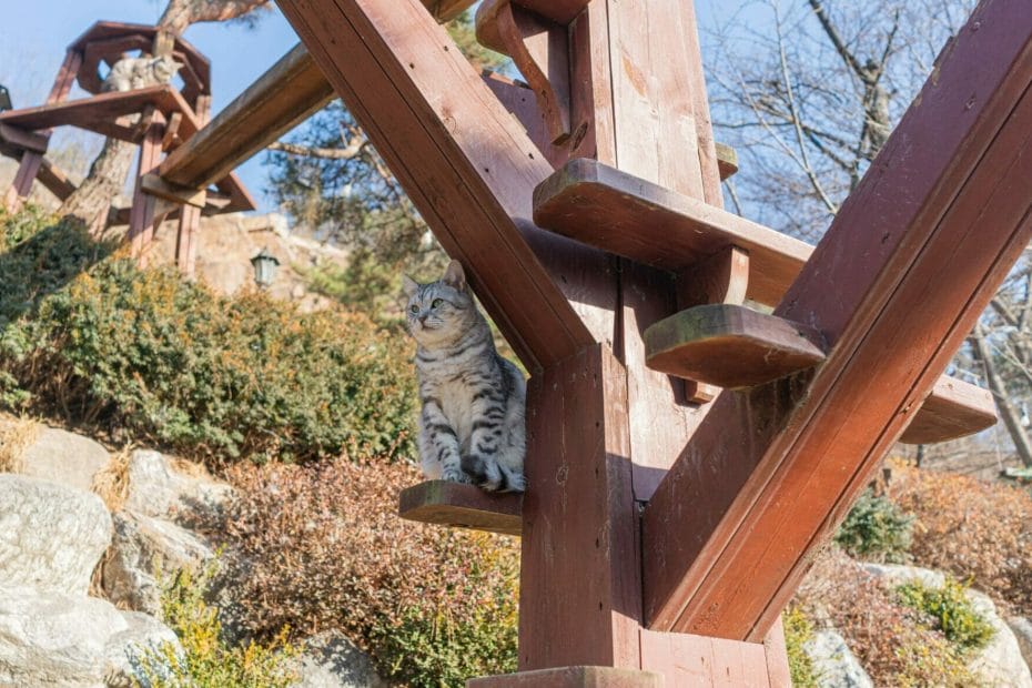 Cat sitting on a cat tower at Cat Garden