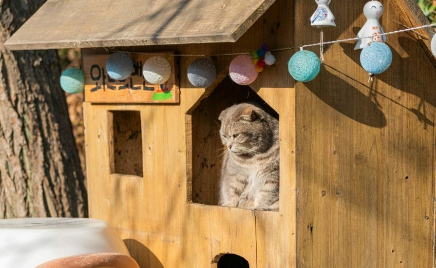 Cat Lover Garden in Seoul - More Than a Cat Cafe! 17