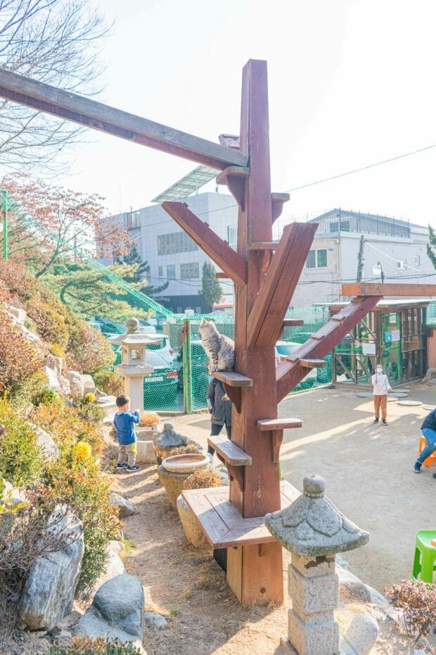 Cat Lover Garden in Seoul - More Than a Cat Cafe! 19