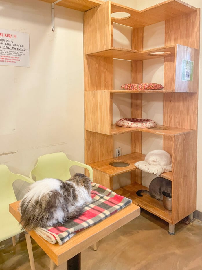 Cat Lover Garden in Seoul - More Than a Cat Cafe! 14