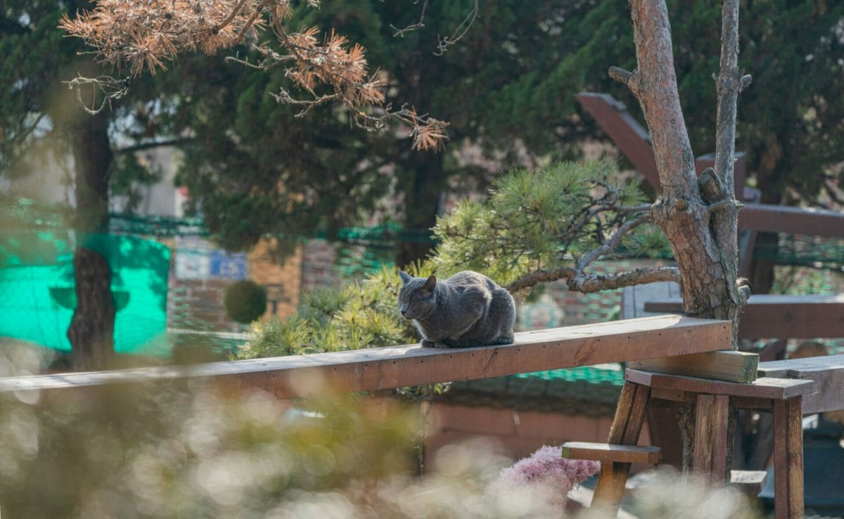 Cat Lover Garden in Seoul - More Than a Cat Cafe! 1