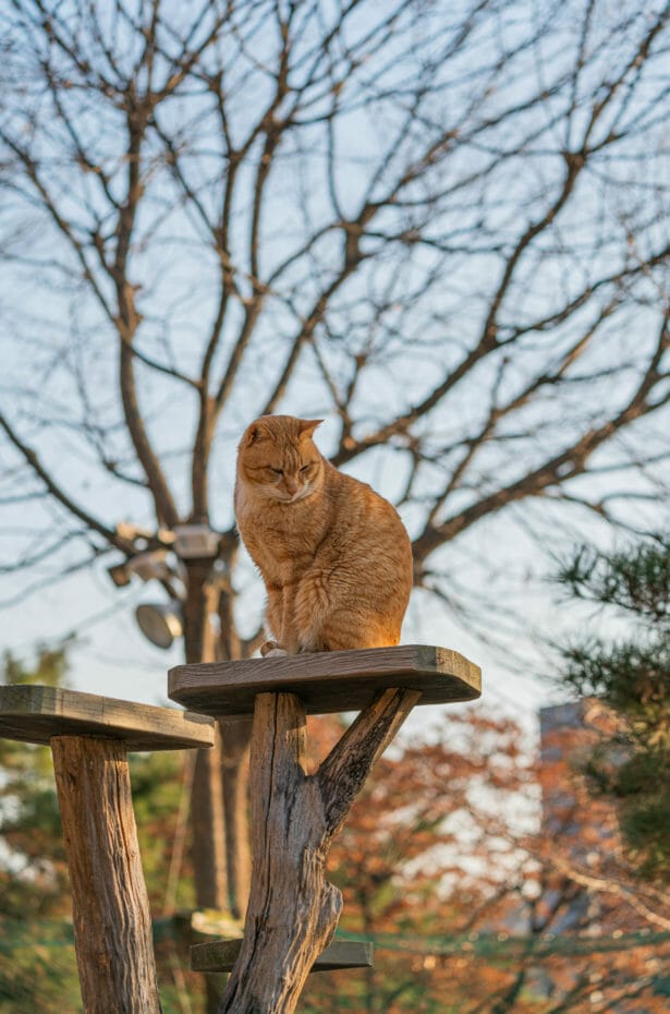 Cat Lover Garden in Seoul - More Than a Cat Cafe! 3