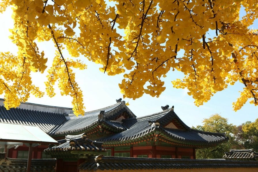 Why You Shouldn't Visit Gyeongbokgung Palace 9