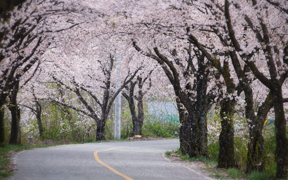 Spring in Korea – Spring Activities, Spring Weather and More! 17