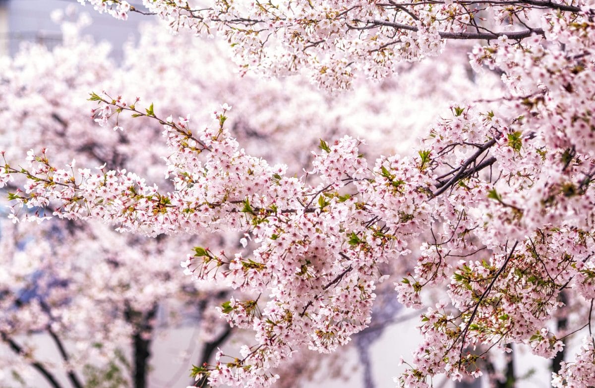 Spring in Korea – Spring Activities, Spring Weather and More! 18