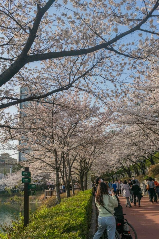 Cherry Blossoms at Seokchon Lake Park in Seoul 7