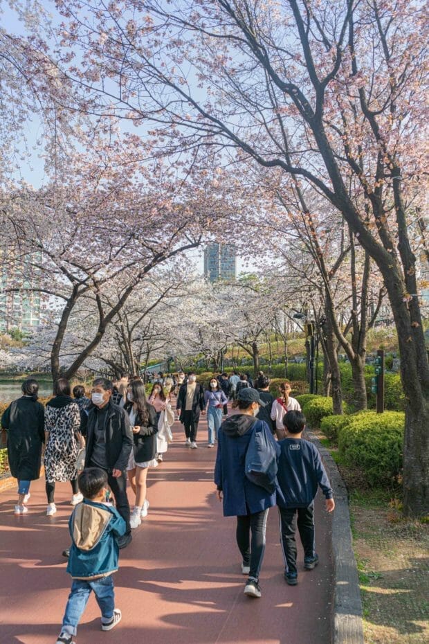 Cherry Blossoms at Seokchon Lake Park in Seoul 8