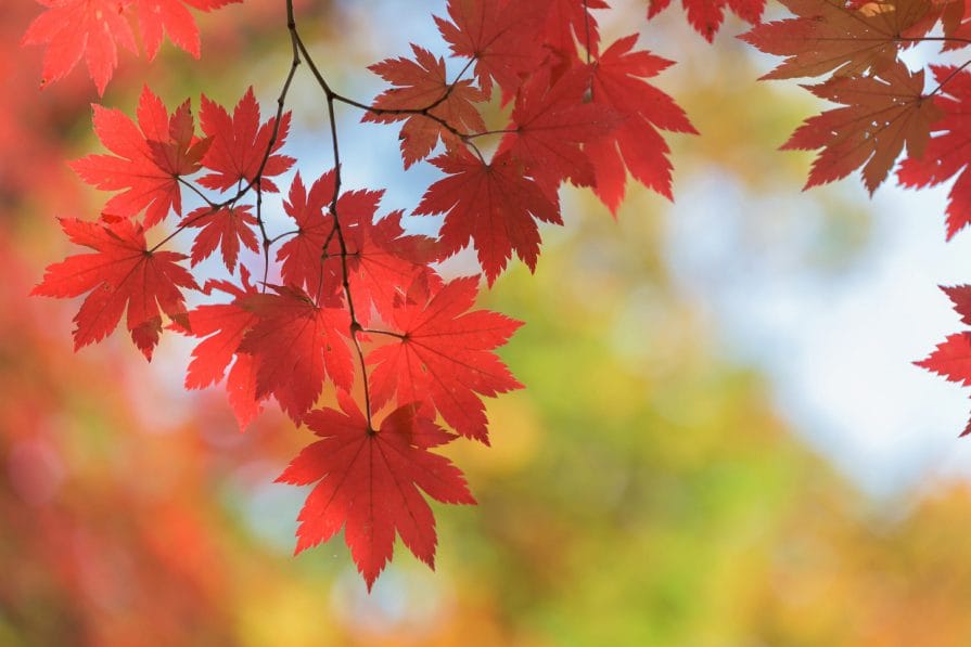 Autumn in Korea – Autumn Activities, Autumn Weather and More! 42