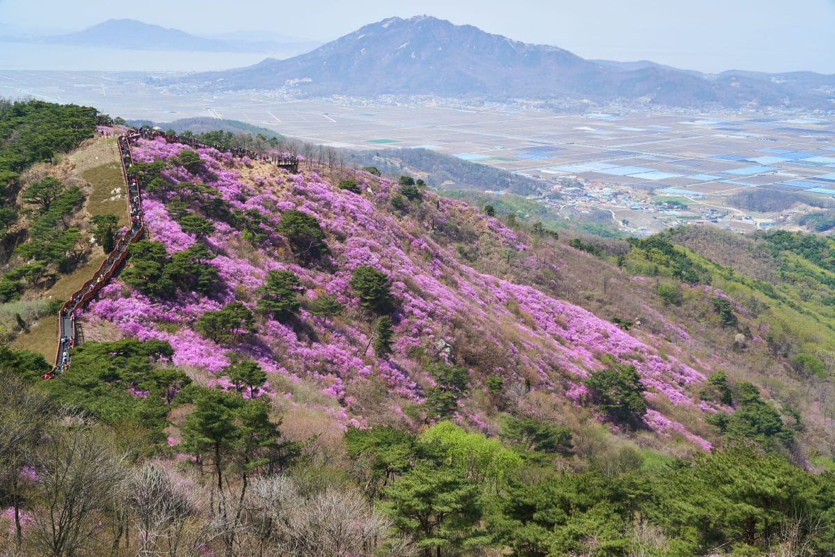 Spring in Korea – Spring Activities, Spring Weather and More! 23