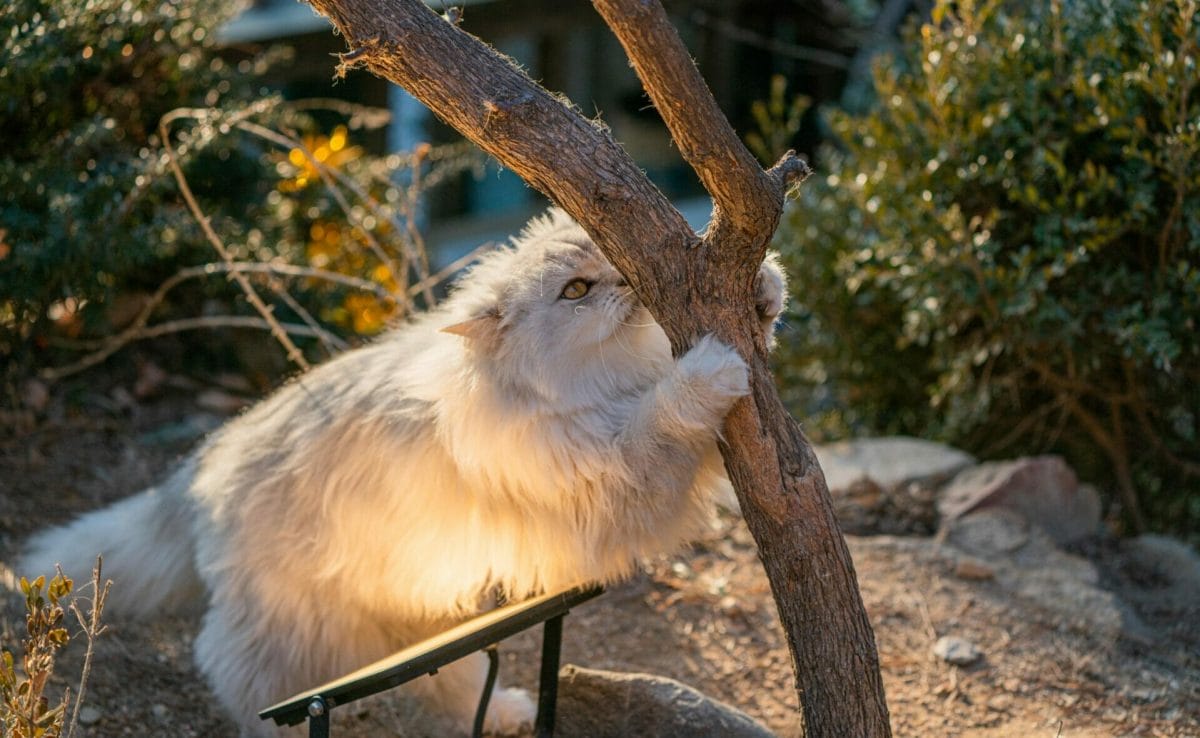 Cat Lover Garden in Seoul - More Than a Cat Cafe! 21