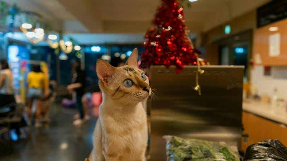 Hongdae Meerkat Cat