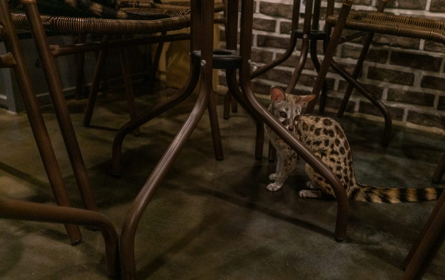 Hongdae Meerkat Genet