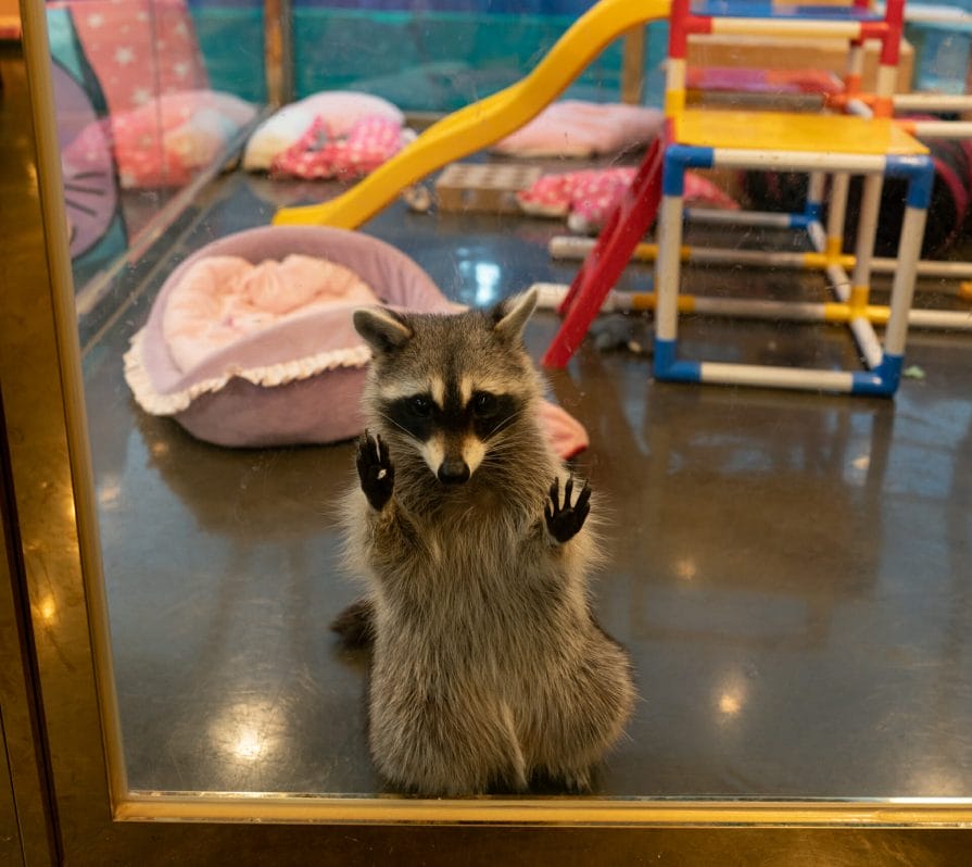 Hongdae Meerkat Raccoon