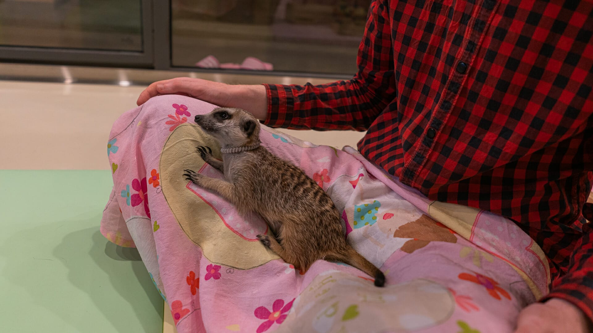 Hongdae Meerkat