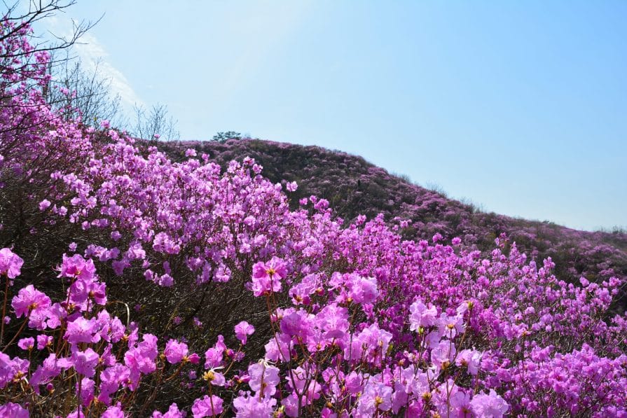 Spring in Korea – Spring Activities, Spring Weather and More! 25