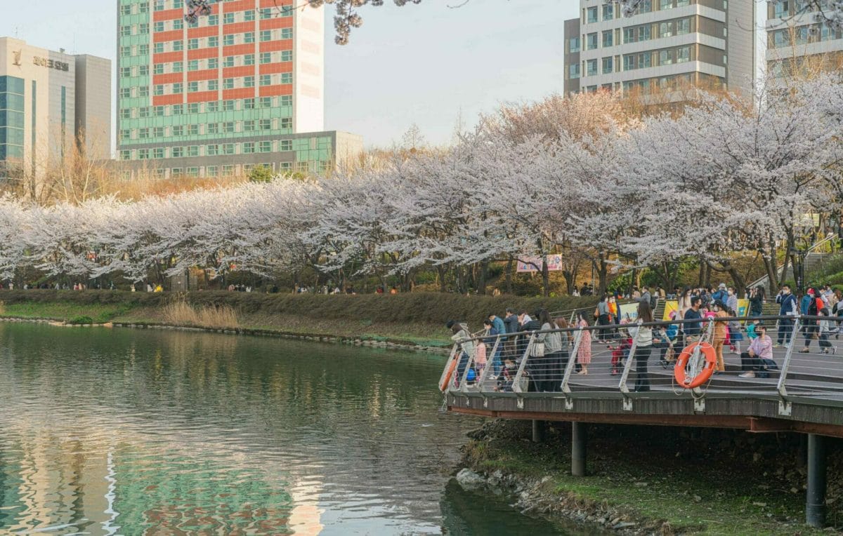 Cherry Blossoms at Seokchon Lake Park in Seoul 9