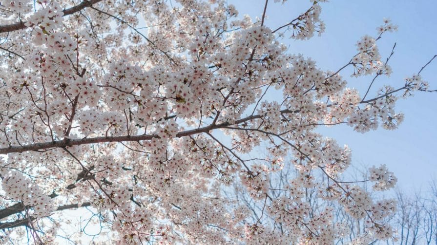Cherry Blossoms at Seokchon Lake Park in Seoul 10