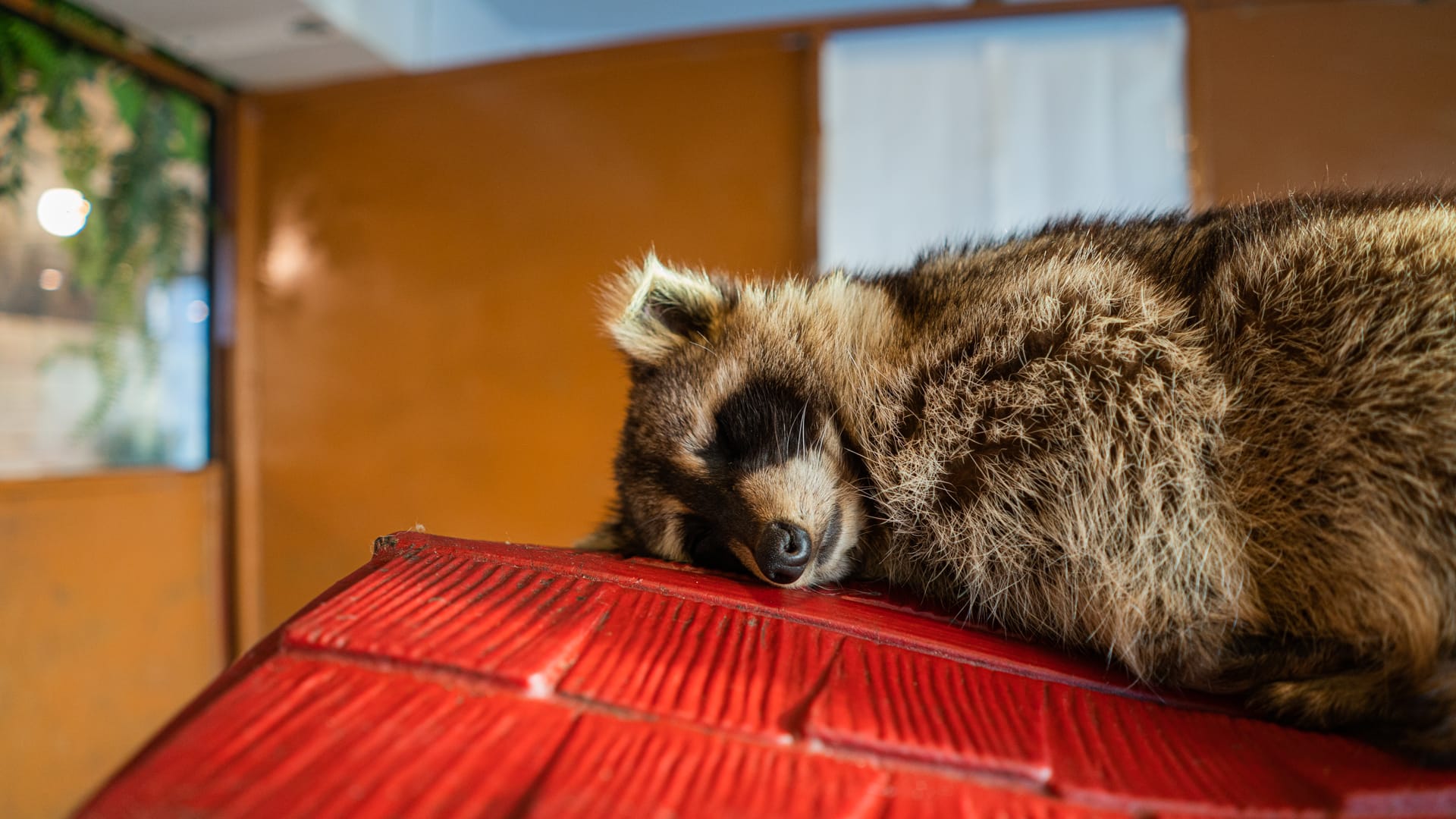 The Best Raccoon Cafe in Seoul 1