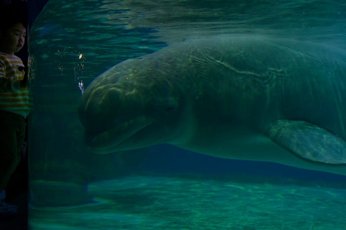 Lotte Aquarium Beluga