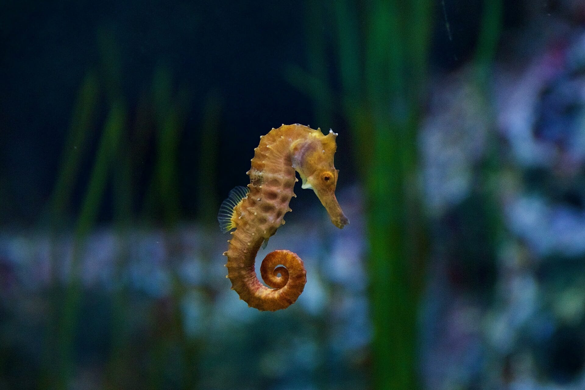 Lotte Aquarium Seahorse
