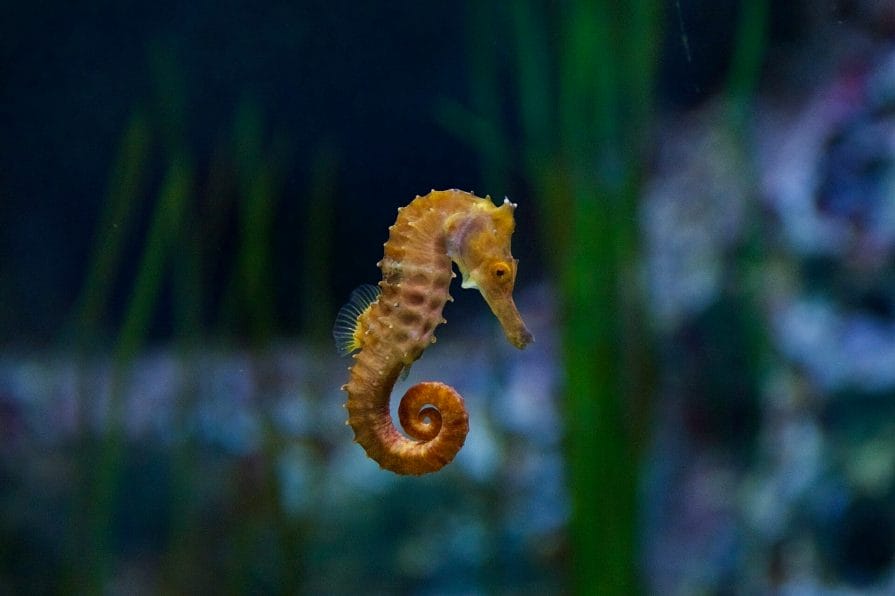 Lotte Aquarium Seahorse