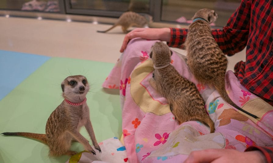 Is Meerkat Friends Worth Visiting? 2