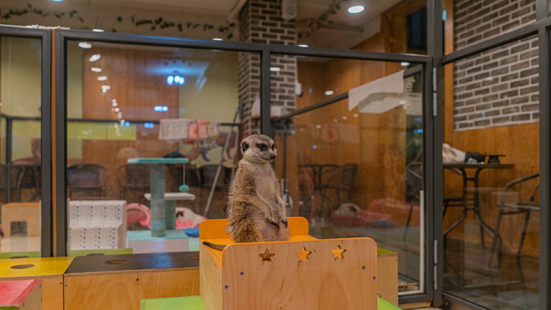 Is Meerkat Friends Worth Visiting? 4