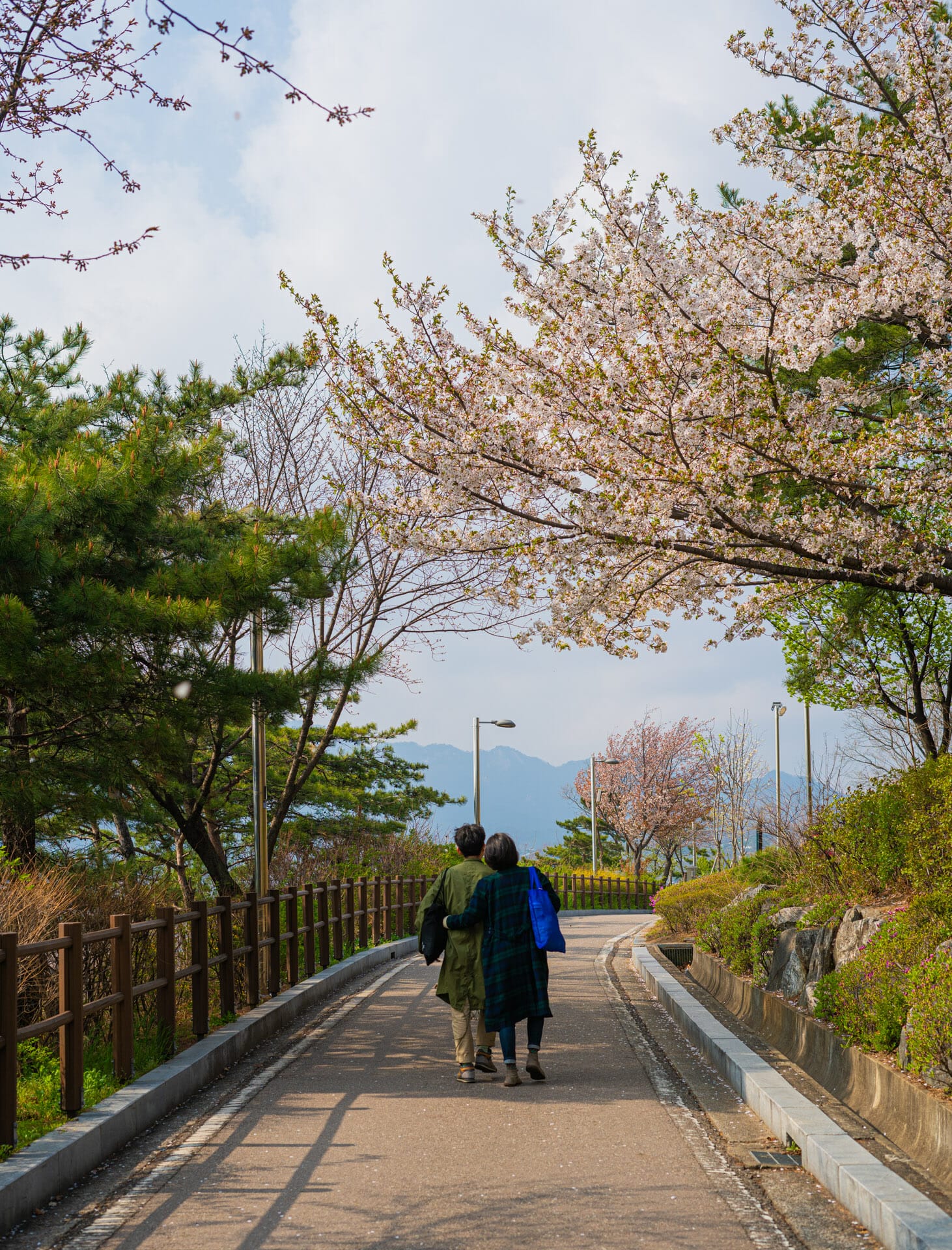 Naksan Park Cherry Blossoms