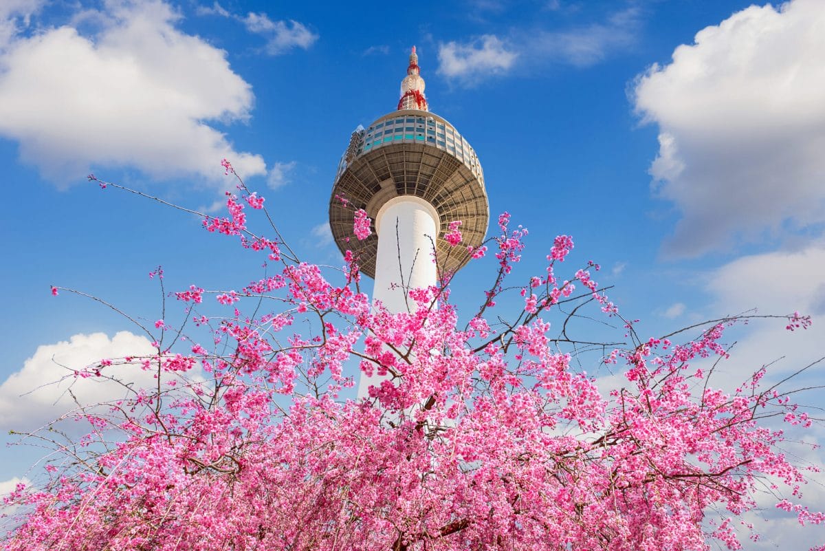 Spring in Korea – Spring Activities, Spring Weather and More! 46