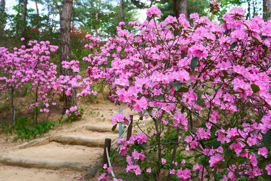 Spring in Korea – Spring Activities, Spring Weather and More! 32