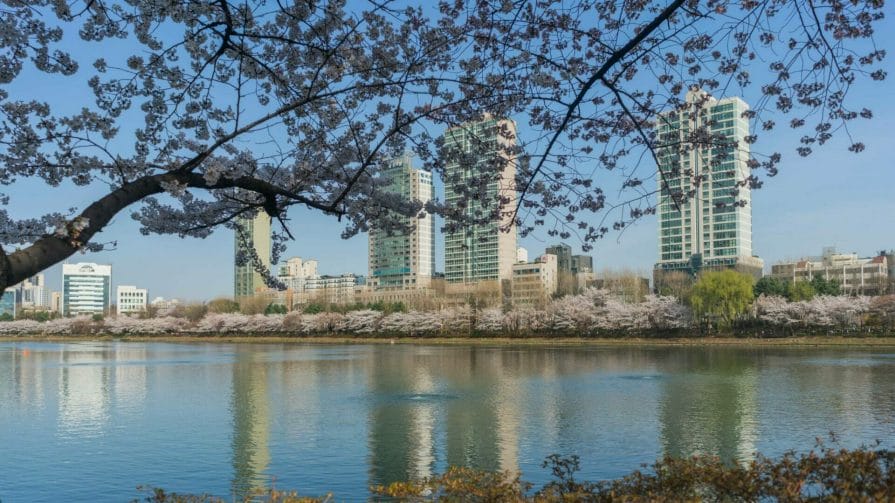 Cherry Blossoms at Seokchon Lake Park in Seoul 6