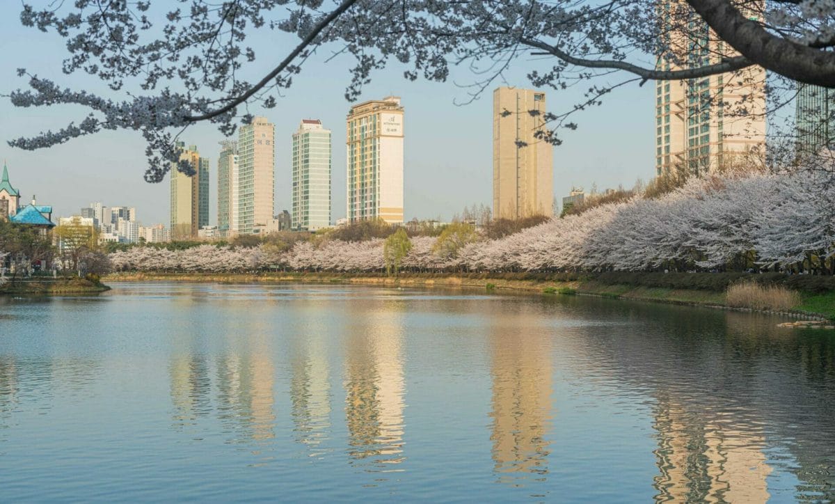 Seokchon Lake Cherry Blossoms