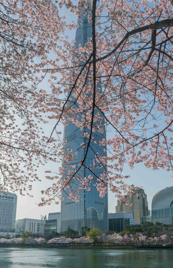 Cherry Blossoms flowers in front of Lotte Tower