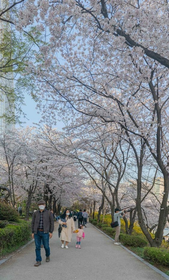 Cherry Blossoms at Seokchon Lake Park in Seoul 5