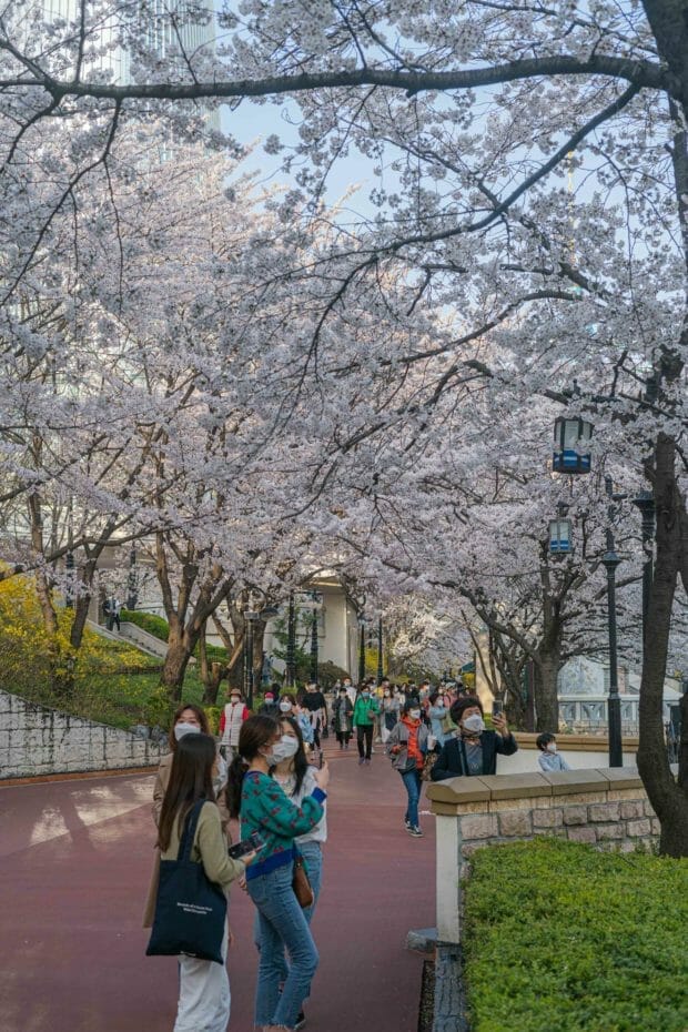 Cherry Blossoms at Seokchon Lake Park in Seoul 4