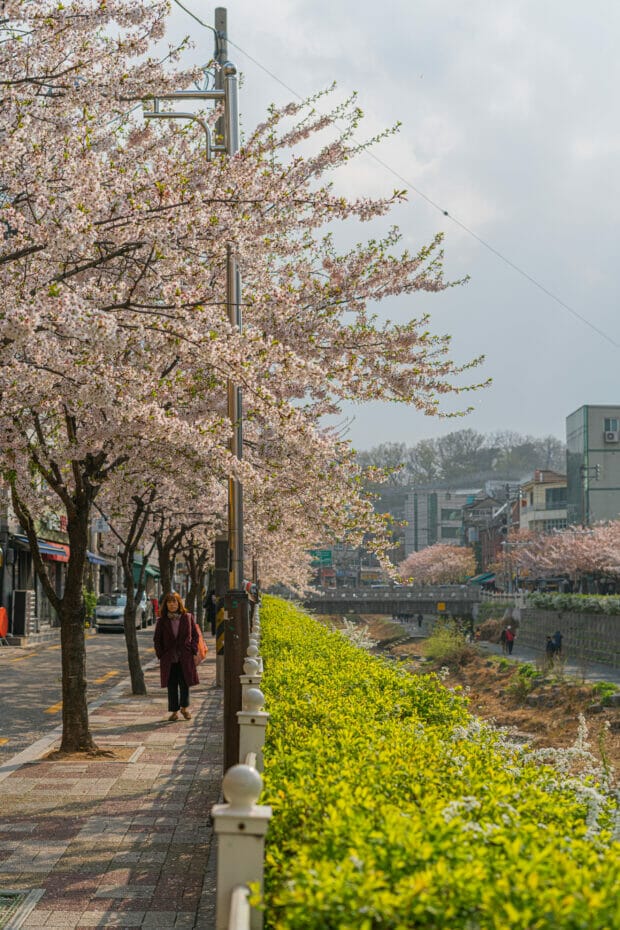 Spring in Korea – Spring Activities, Spring Weather and More! 38
