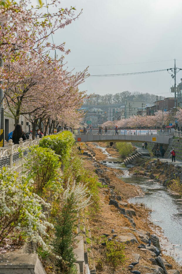 Spring in Korea – Spring Activities, Spring Weather and More! 37