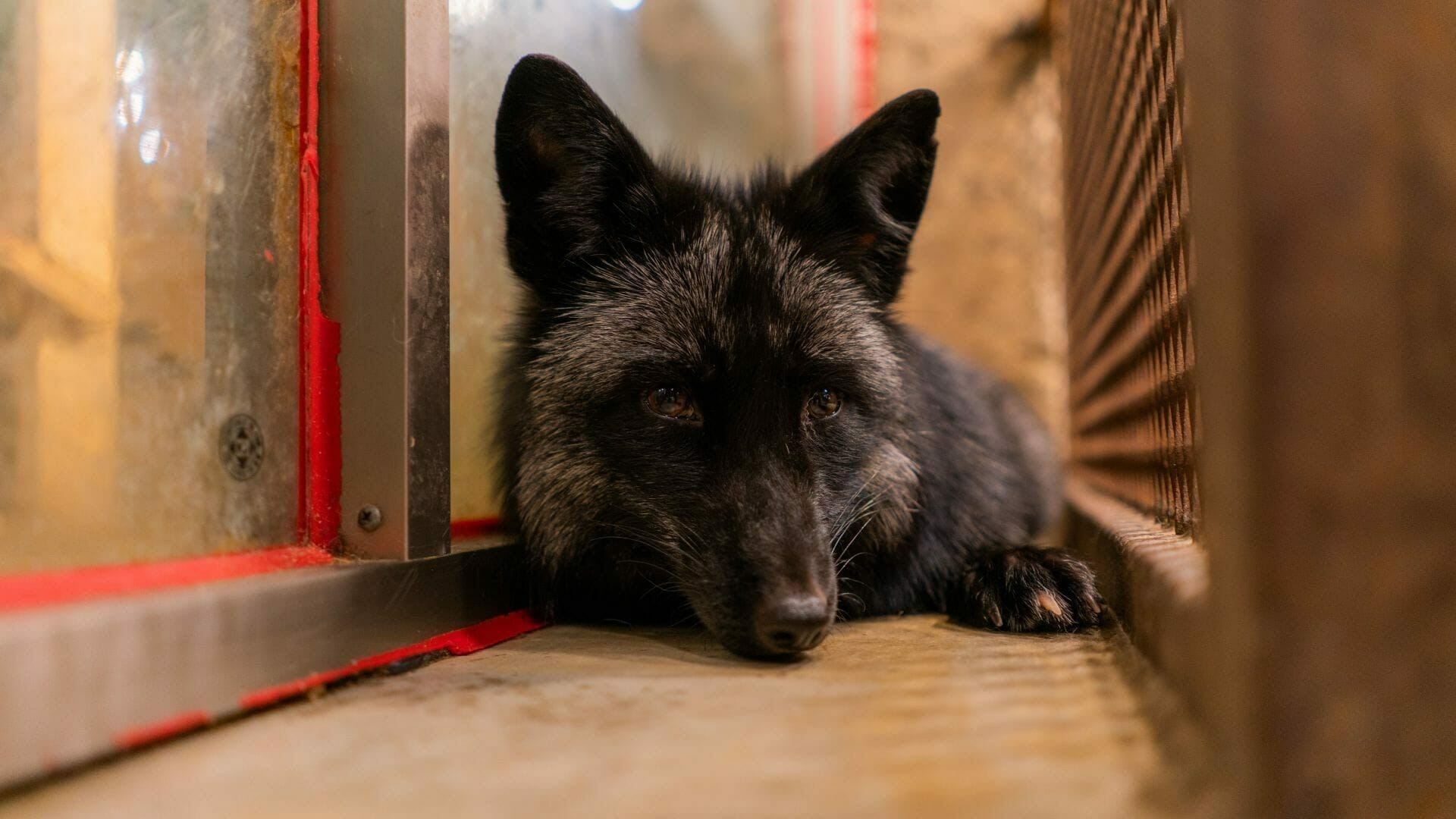 Raccoon Cafe Arctic Fox