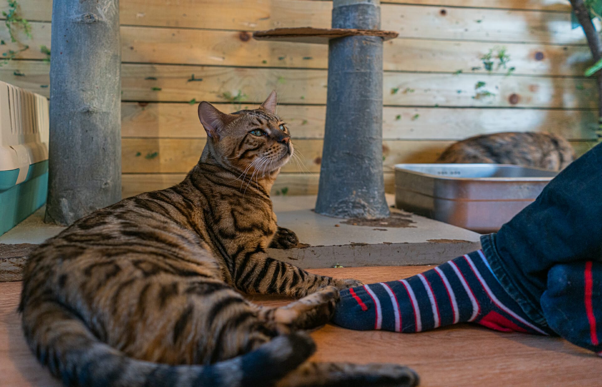 The Best Raccoon Cafe in Seoul 3