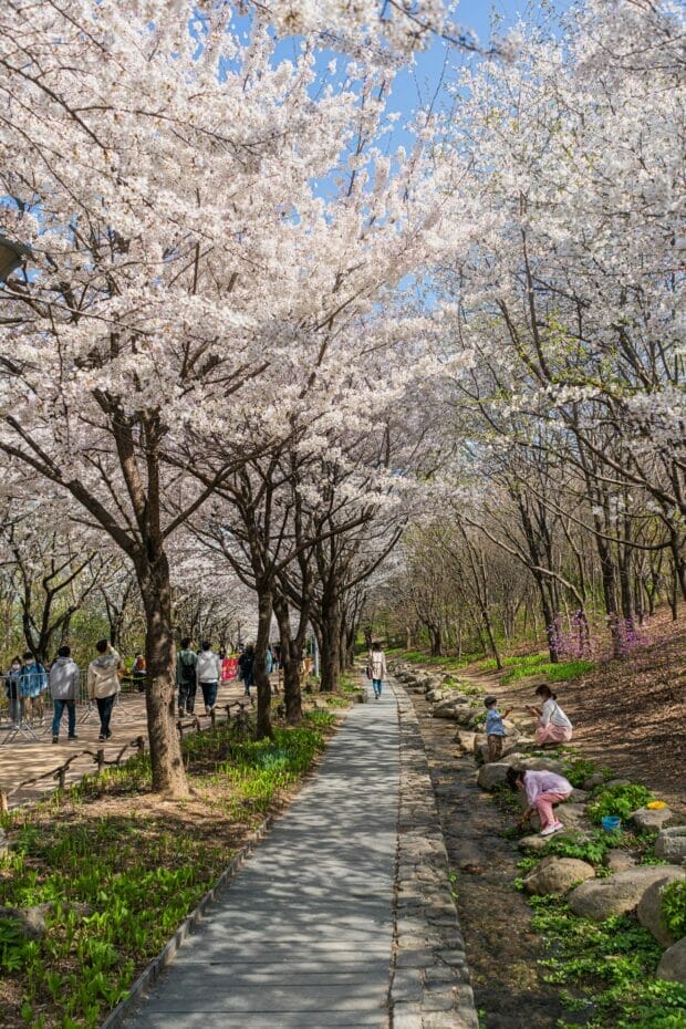 Spring in Korea – Spring Activities, Spring Weather and More! 20