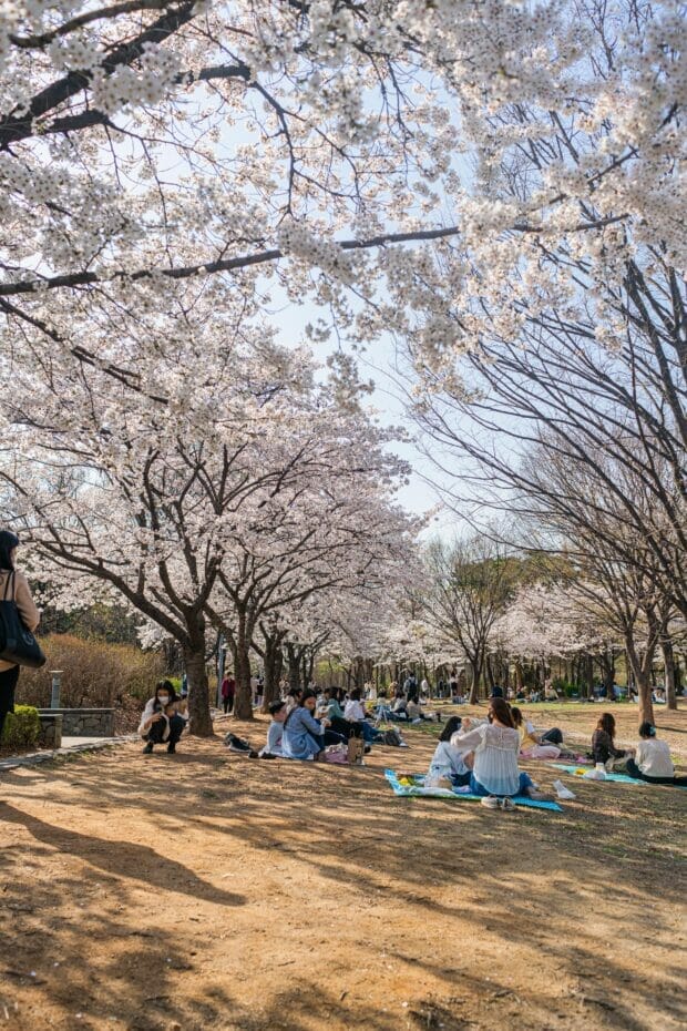 Spring in Korea – Spring Activities, Spring Weather and More! 19