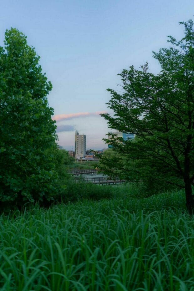 Seoul Forest Wetlands